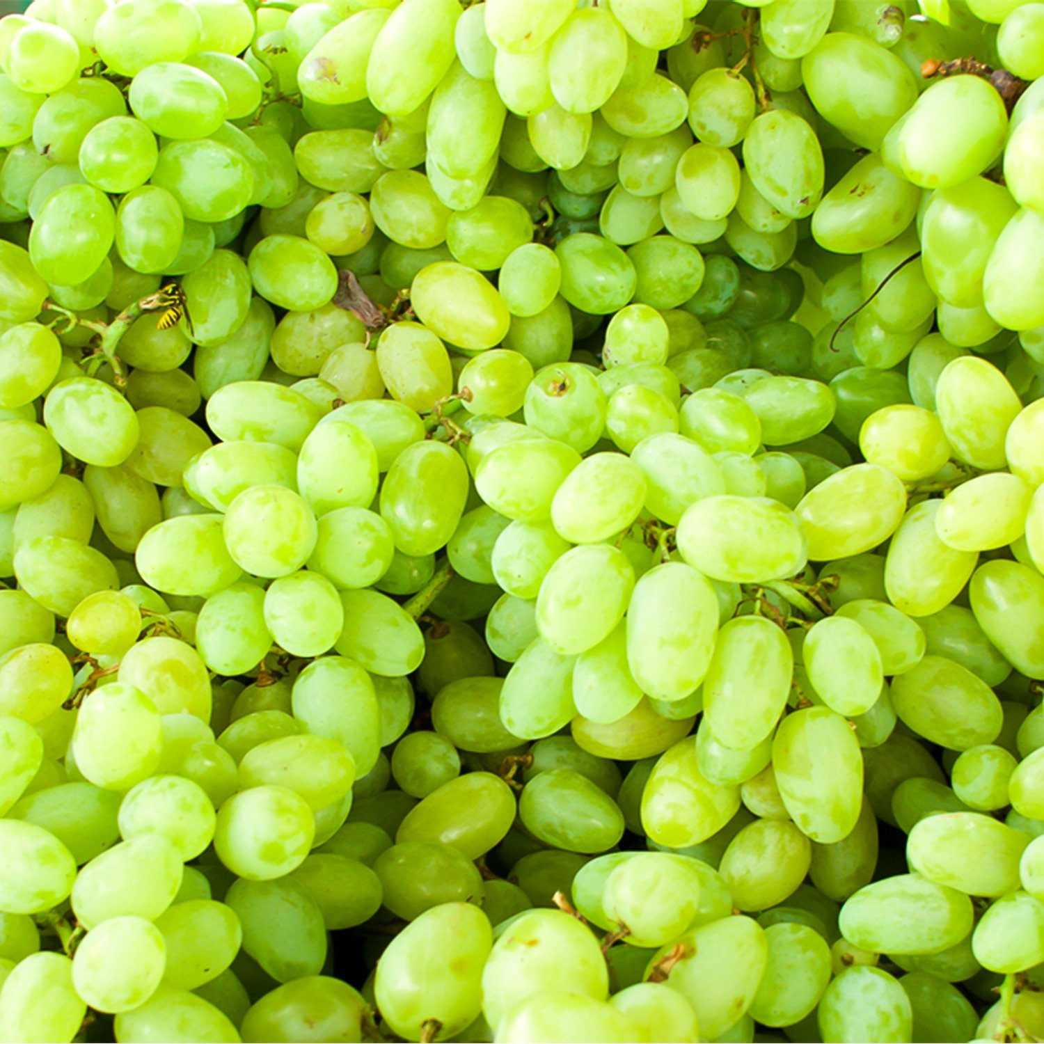 Fresh Grapes